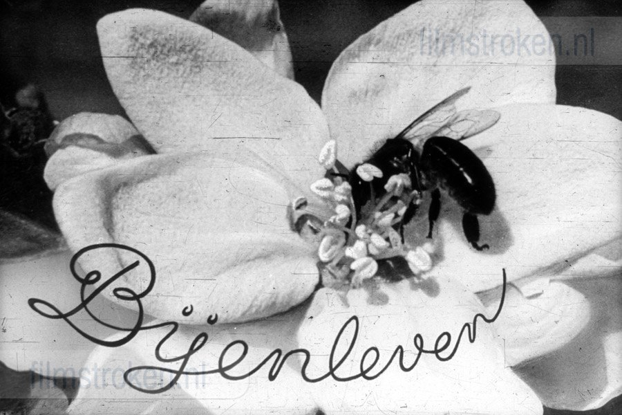 Bijenleven Bijenleven