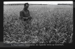 Van Tarwe tot Brood Van Tarwe tot Brood