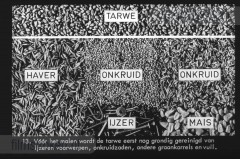 Van Tarwe tot Brood Van Tarwe tot Brood