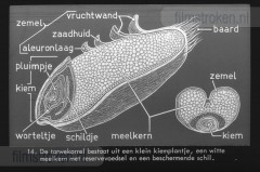 Van Tarwe tot Brood Van Tarwe tot Brood