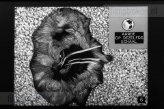 Het Zonnestelsel Het Zonnestelsel