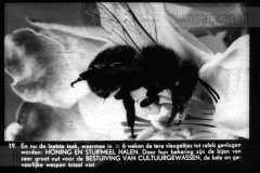 Bijenleven