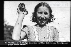 Bijenleven Bijenleven
