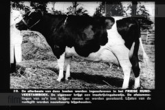Friesland I Friesland I
