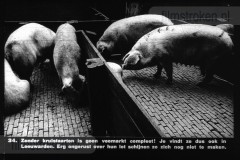 Friesland I Friesland I