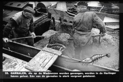 Friesland II Friesland II