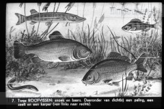 Utrecht II Utrecht II