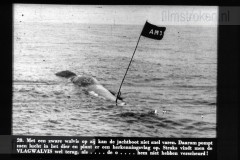 Walvisvangst Walvisvangst