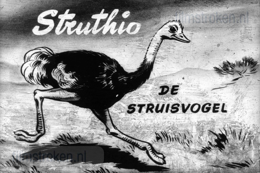 Struthio de Struisvogel Struthio de Struisvogel