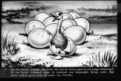Struthio de Struisvogel Struthio de Struisvogel