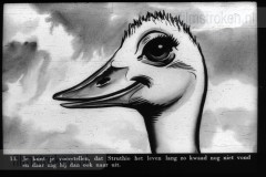 Struthio de Struisvogel