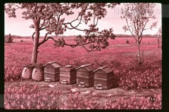 De Heide De Heide