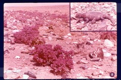 Woestijnen en Oasen Woestijnen en Oasen