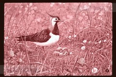 Lente Lente