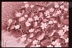 Lente Lente