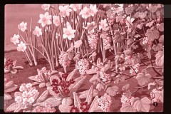 Lente Lente