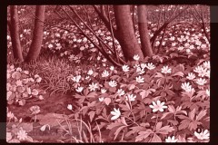 Lente Lente