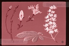 Lente Lente