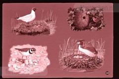 Lente Lente