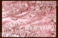 De Duinen De Duinen
