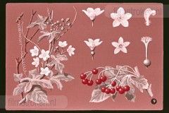 De Duinen De Duinen