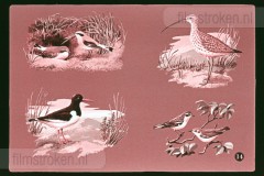 De Duinen De Duinen