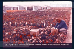 Laag-Nederland II Laag-Nederland II