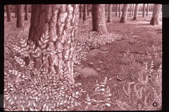 Het Bos Het Bos