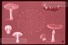 Herfst Herfst