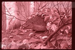 Herfst Herfst