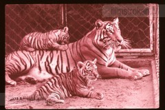 Dierentuinen II Dierentuinen II