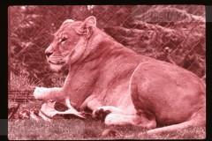 Dierentuinen II Dierentuinen II