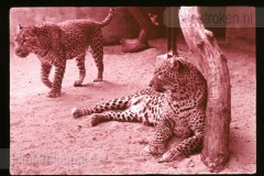 Dierentuinen II Dierentuinen II