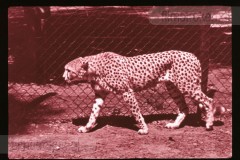 Dierentuinen II Dierentuinen II