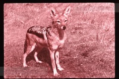 Dierentuinen II Dierentuinen II