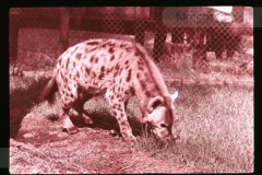 Dierentuinen II Dierentuinen II