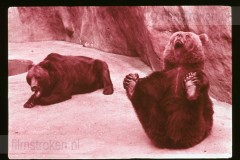 Dierentuinen II Dierentuinen II