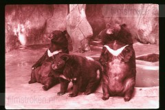 Dierentuinen II Dierentuinen II