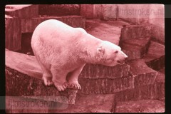 Dierentuinen II Dierentuinen II