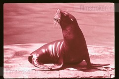 Dierentuinen II Dierentuinen II
