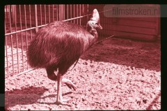 Dierentuinen II Dierentuinen II