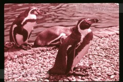 Dierentuinen II Dierentuinen II