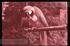 Dierentuinen II Dierentuinen II