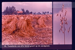 Hoog-Nederland Hoog-Nederland