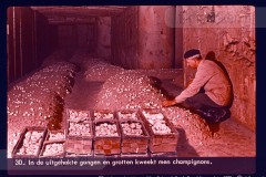 Hoog-Nederland Hoog-Nederland