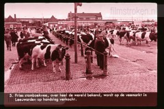Friesland Friesland