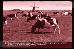 Friesland Friesland