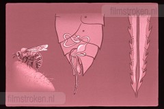 Bijen en Bijenteelt Bijen en Bijenteelt