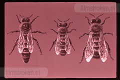Bijen en Bijenteelt Bijen en Bijenteelt