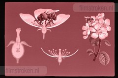 Bijen en Bijenteelt Bijen en Bijenteelt